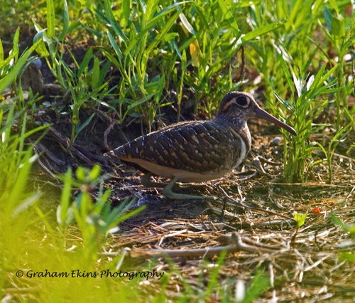 Greater Painted Snipe
Long Valley (near Sheng Shui Township)